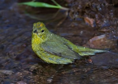 Orange-crowned Warbler