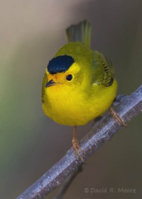 Wilson's Warbler