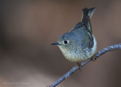 Ruby-crowned Kinglet