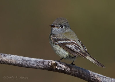 Empidonax sp.