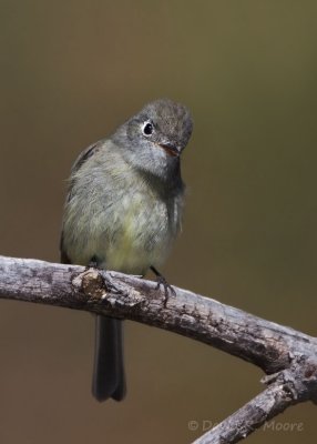 Empidonax sp.