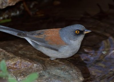 Yellow-eyed Junco