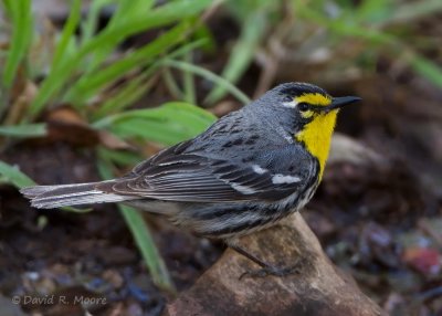 Grace's Warbler