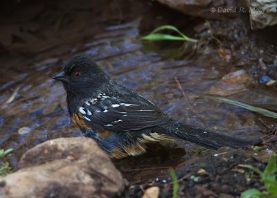 Spotted Towhee