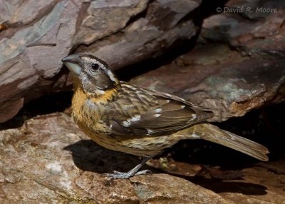 Black-headed Grosbeak, female