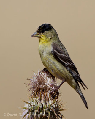 Lesser Goldfinch