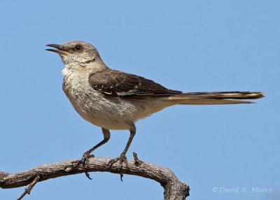 Northern Mockingbird