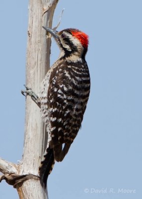 Ladder-backed Woodpecker