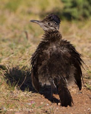 Greater Roadrunner