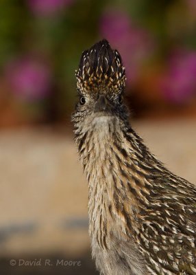 Greater Roadrunner