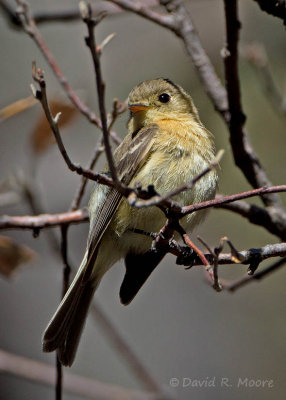 Buff-breasted Flycatcher