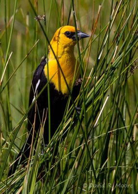  Yellow-headed Blackbird