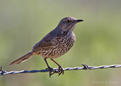 Sage Thrasher