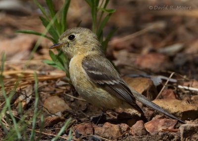 Buff-breasted Flycatcher