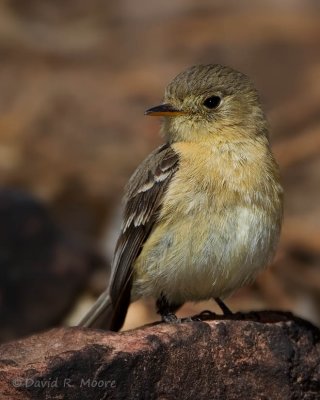 Buff-breasted Flycatcher