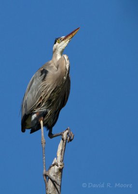 Great Blue Heron