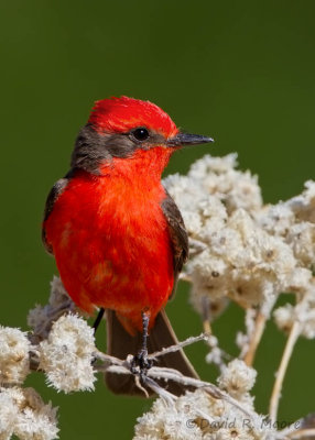 Vermilion Flycatcher, male