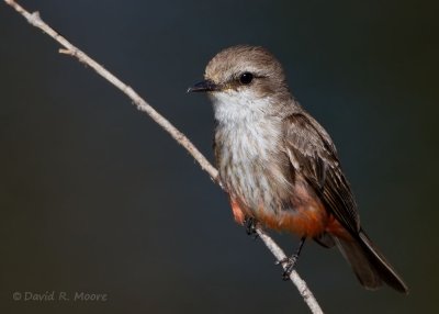 Vermilion Flycatcher, female