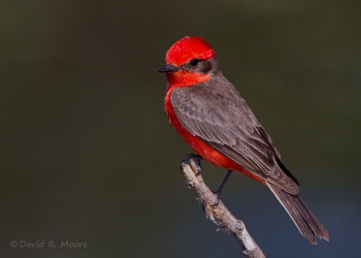 Vermilion Flycatcher, male