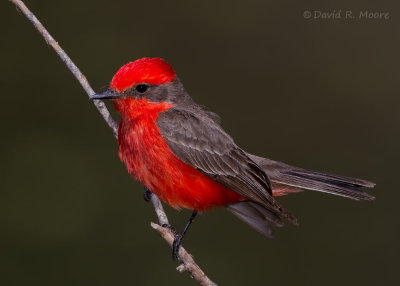 Vermilion Flycatcher, male