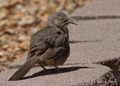 Curve-billed Thrasher