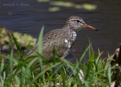 Spotted Sandpiper