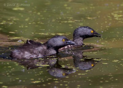 Least Grebes