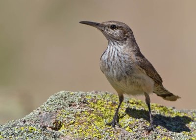 Rock Wren