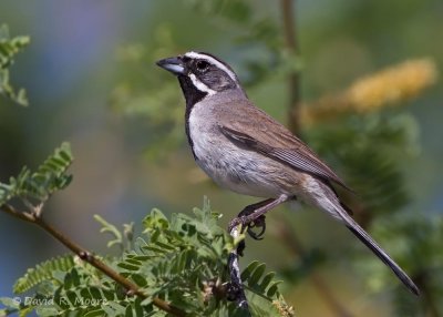 Black-throated Sparrow