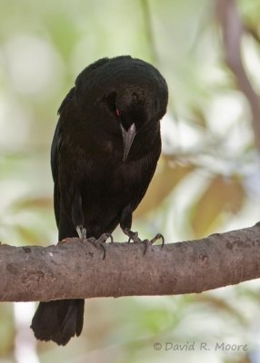 Bronzed Cowbird