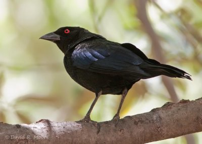 Bronzed Cowbird