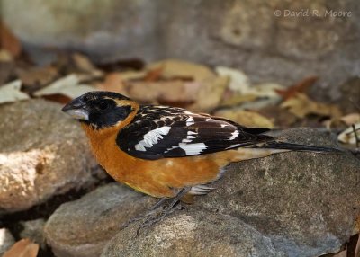 Black-headed Grosbeak