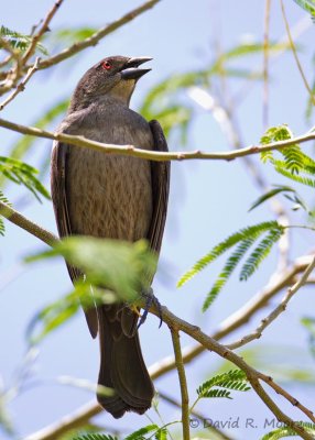 Bronzed Cowbird, female