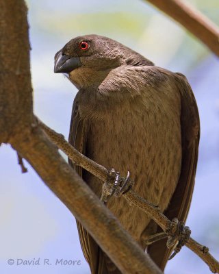 Bronzed Cowbird, female