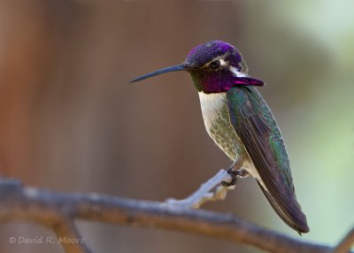 Costa's Hummingbird