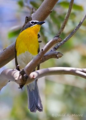 Yellow-breasted Chat