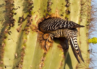 Gila Woodpecker