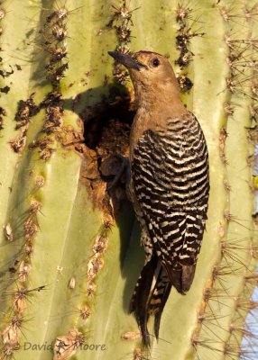 Gila Woodpecker