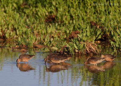 Long-billed (?) Dowitchers