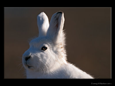 Hare-close-up.jpg