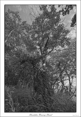 Strandskov bisserup1200BW.jpg