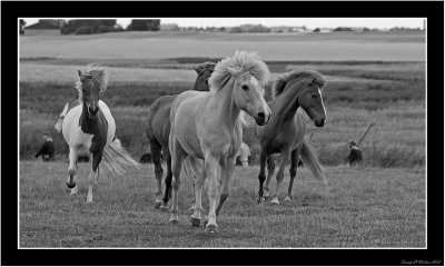 Islandske heste SH.jpg