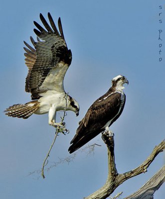 Osprey-Branch.jpg