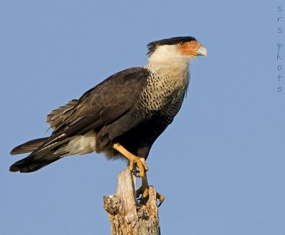 Caracara-D30_4358-Web.jpg