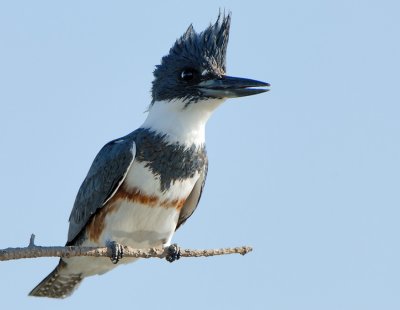 54452727.Kingfisher_2538.jpg