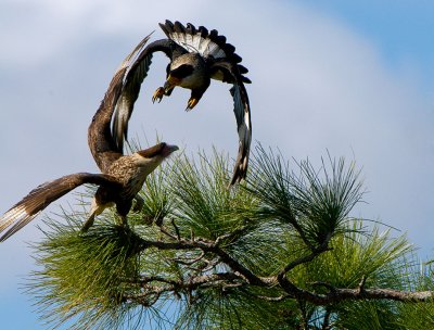 Caracaras_9094-web.jpg