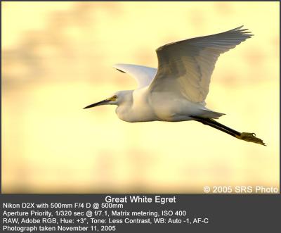 Great White Egret-Web.jpg