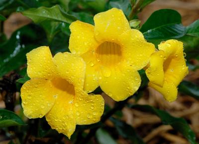 Yellow Flower_6007.jpg