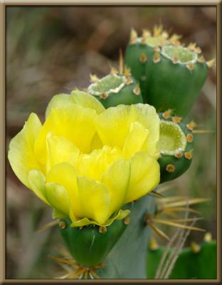 Cactus Flower.jpg