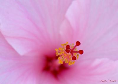 Pink-Hibiscus.jpg